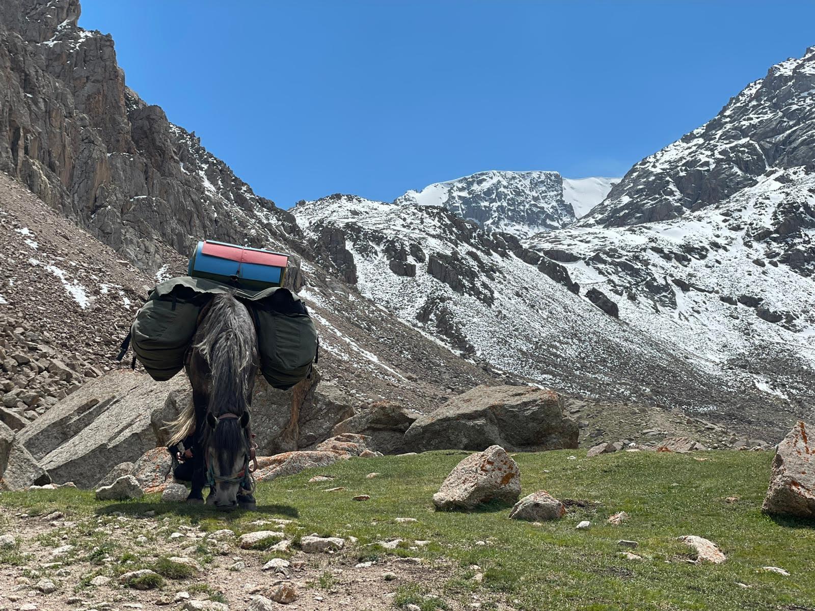 Horses porters just arrived at the Juku pass one of the main pass of the Silk Road 