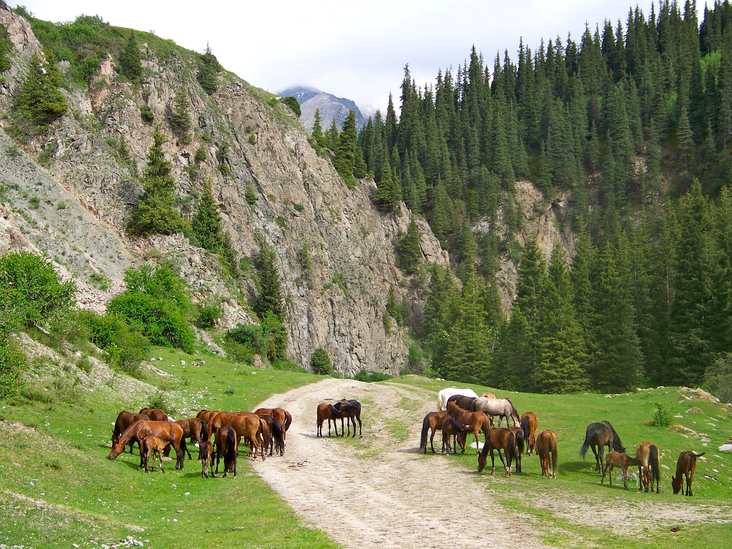 Mountain valley of Jukutchak in the Teskey Alatoo