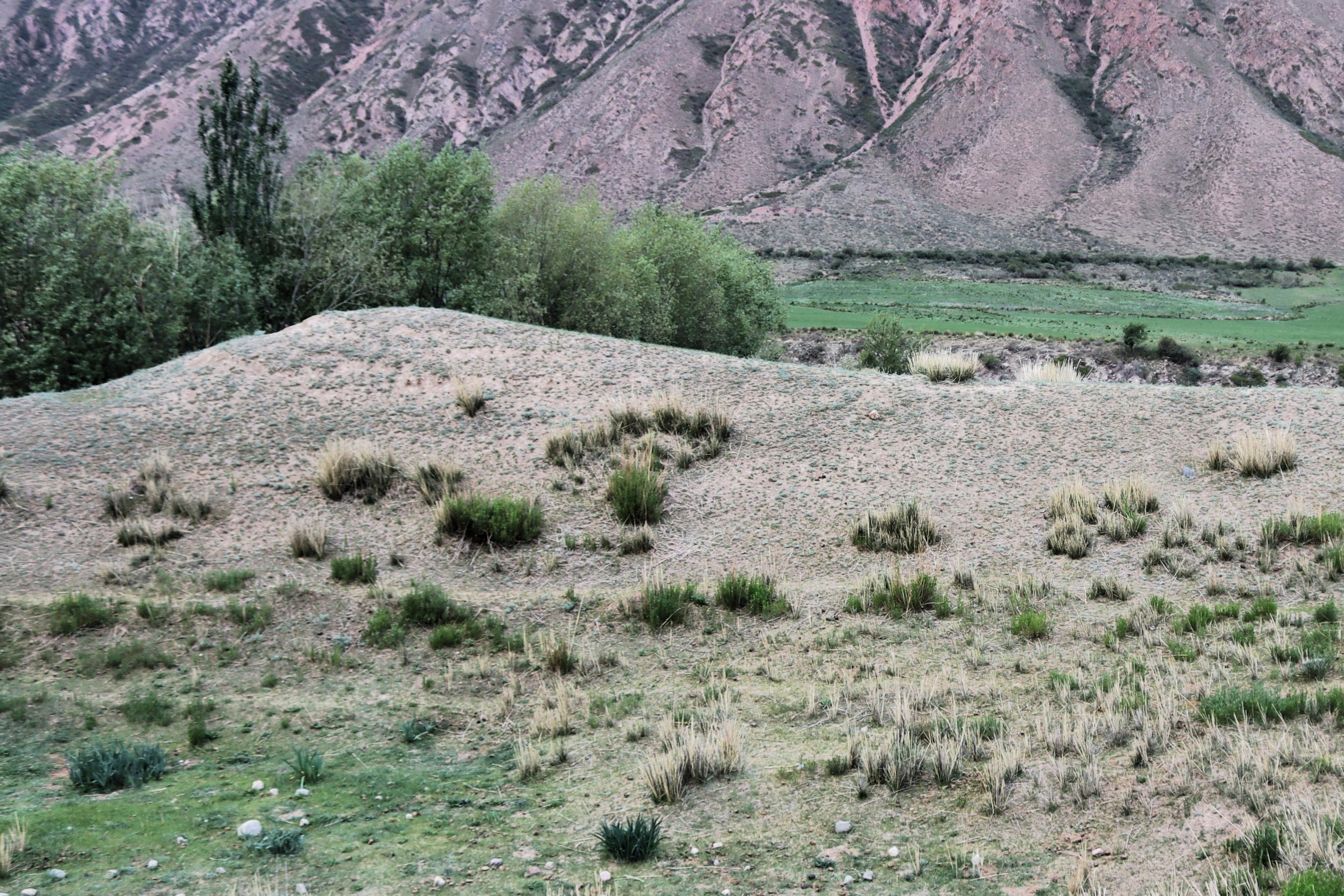 Ruins of an ancient caravanserai and fortress in the gorge of Barskoon, Issyk Kul, Kyrgyzstan