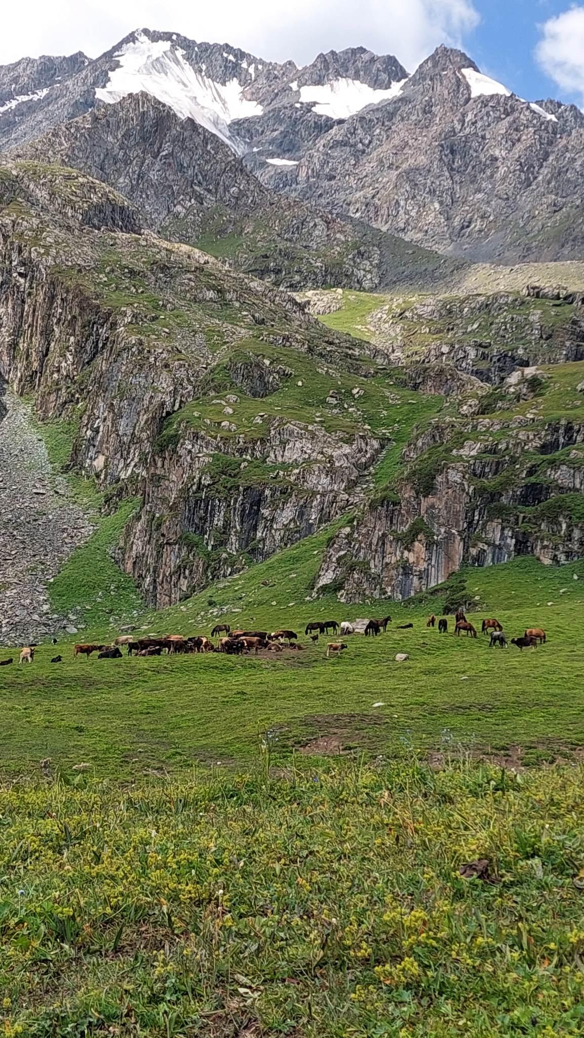 The green meadows of Asan Tukum gorge in the Jeti Oguz valley