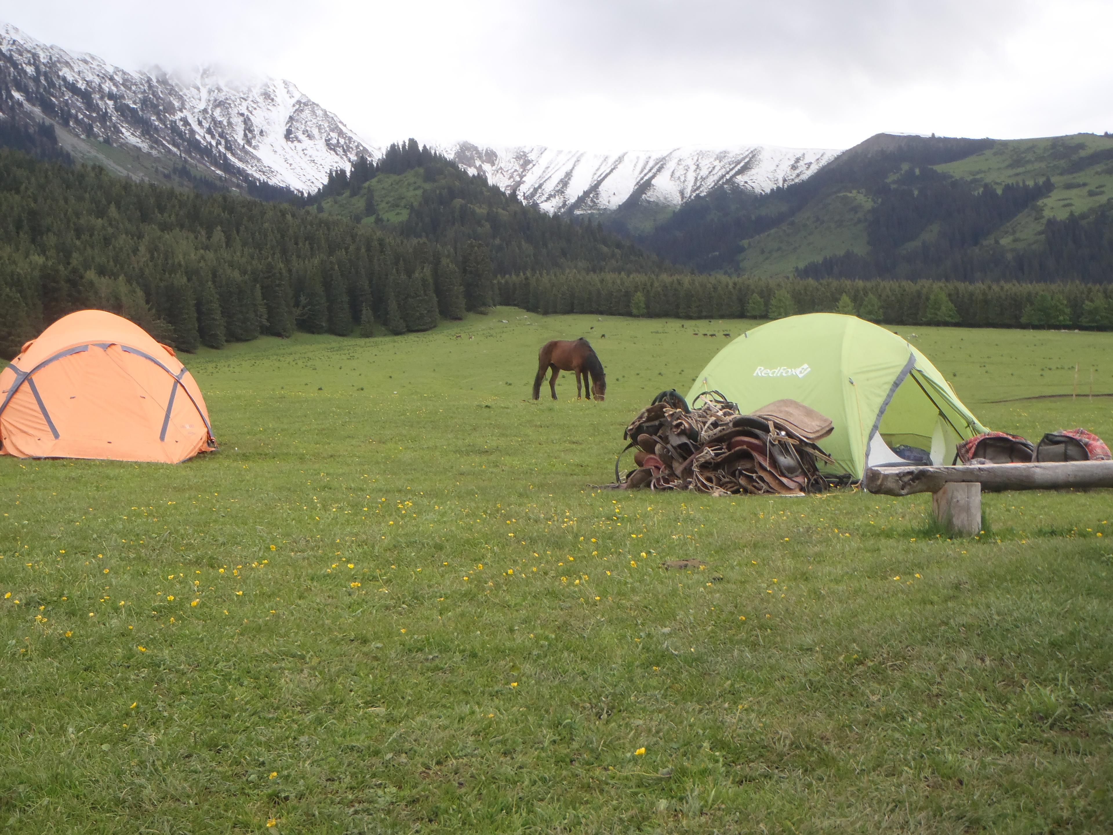 Two tents on the green meadows of Jeti Oguz valley bordered by fir tree forest and snowy peaks