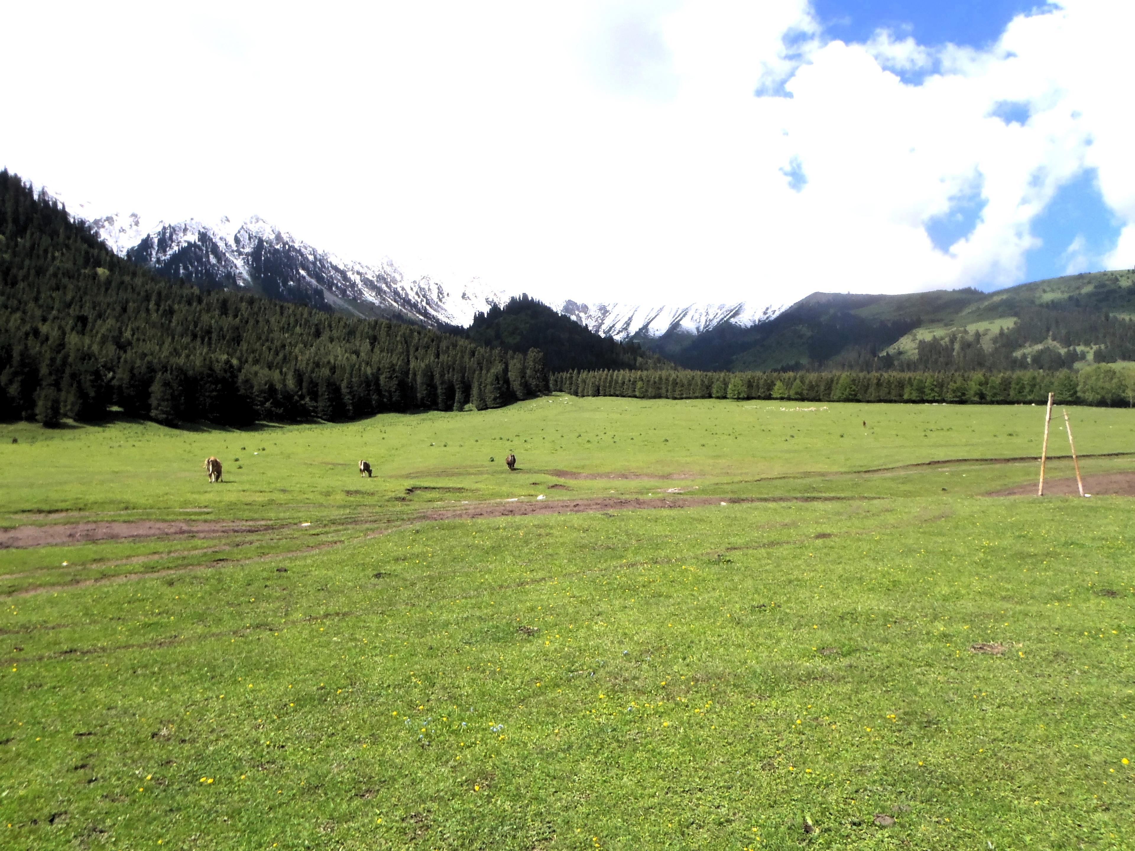 The green meadows of Jeti Oguz valley bordered by fir tree forest and snowy peaks